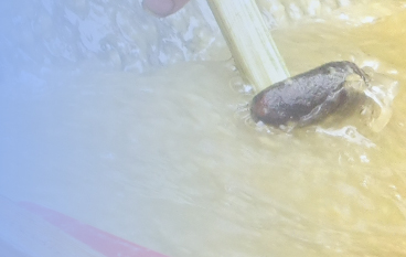  生物濾水酶
